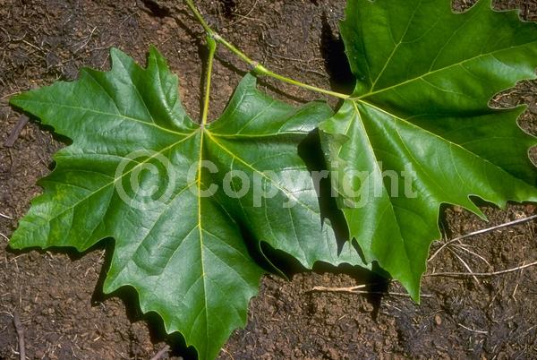 Red blooms; Deciduous; Broadleaf