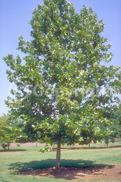 Red blooms; Deciduous; Broadleaf