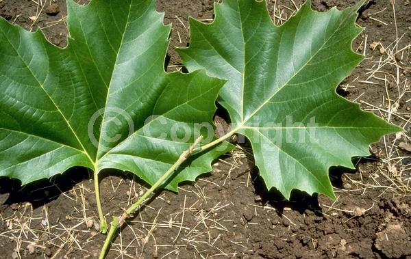 Red blooms; Deciduous; Broadleaf