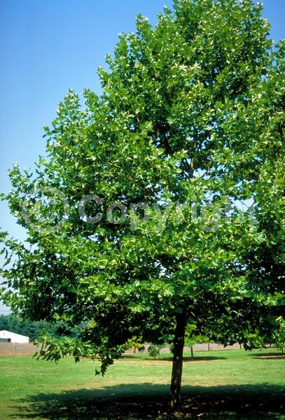 Red blooms; Deciduous; Broadleaf