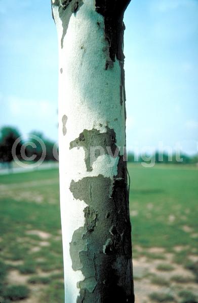 Red blooms; Deciduous; Broadleaf