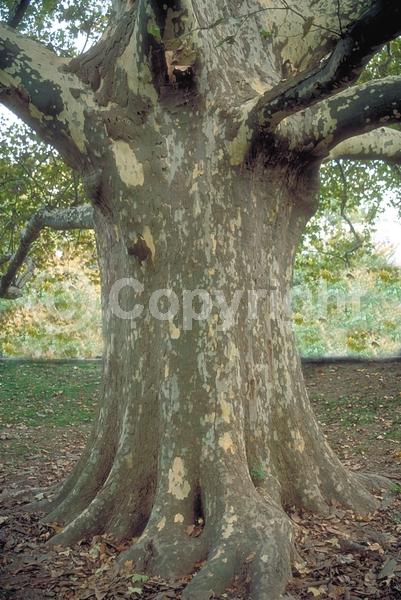 Red blooms; Deciduous; Broadleaf