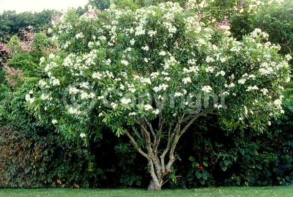 White blooms; Deciduous; Broadleaf