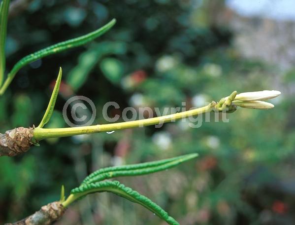 White blooms; Deciduous; Broadleaf