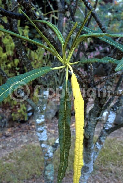 White blooms; Deciduous; Broadleaf