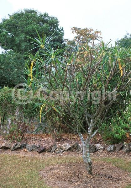 White blooms; Deciduous; Broadleaf