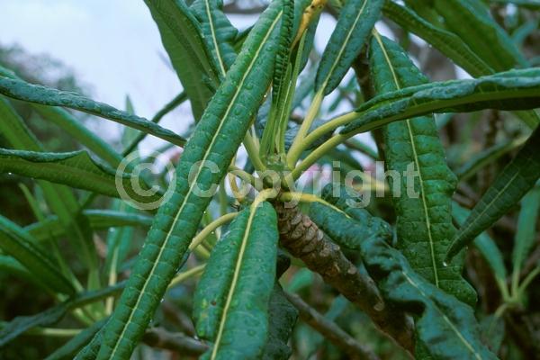 White blooms; Deciduous; Broadleaf