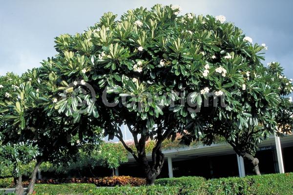 White blooms; Deciduous; Broadleaf