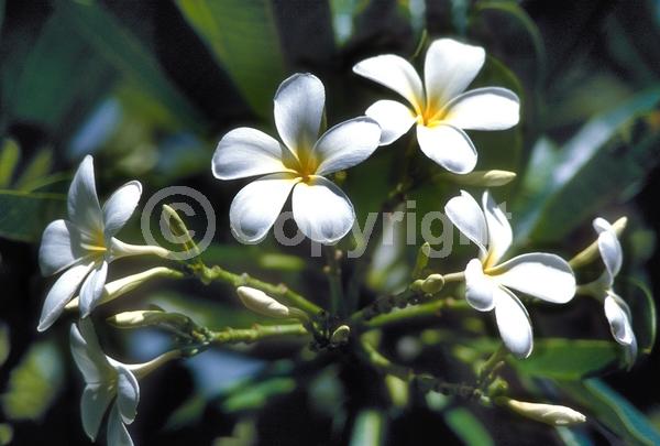 White blooms; Deciduous; Broadleaf