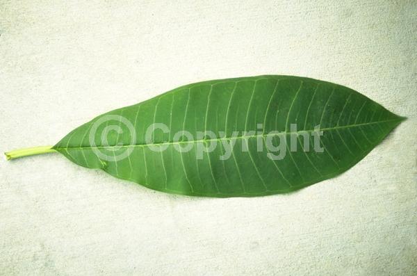 Red blooms; Pink blooms; Deciduous; Broadleaf; North American Native