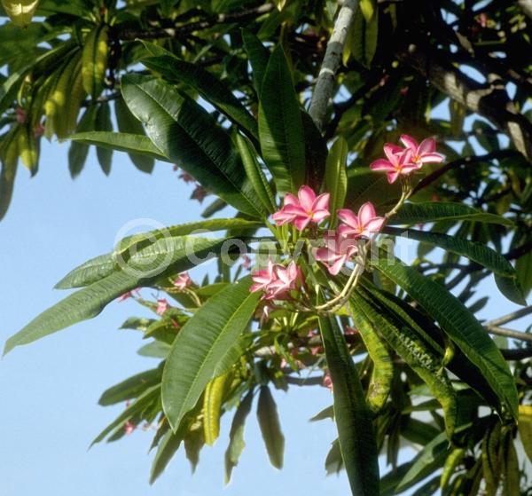 Red blooms; Pink blooms; Deciduous; Broadleaf; North American Native