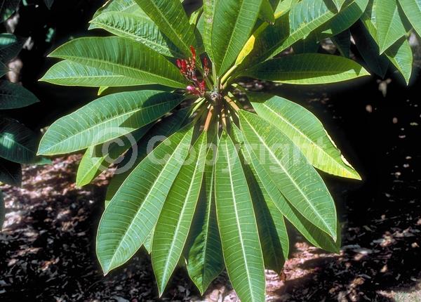 Red blooms; Pink blooms; Deciduous; Broadleaf; North American Native