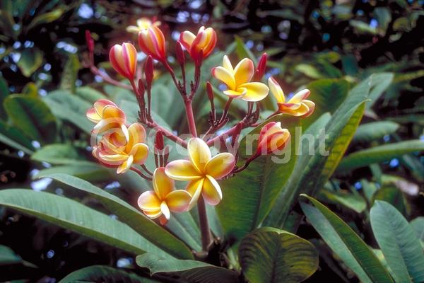 White blooms; Pink blooms; Deciduous; Broadleaf