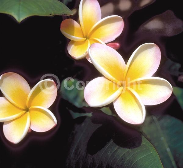 White blooms; Pink blooms; Deciduous; Broadleaf