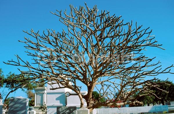 White blooms; Pink blooms; Deciduous; Broadleaf