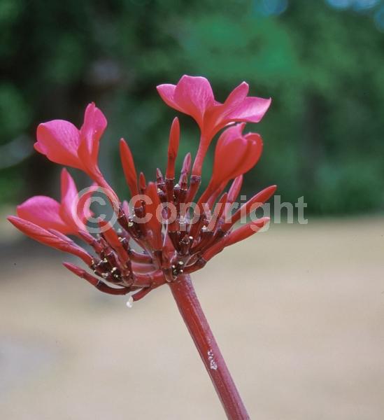 White blooms; Pink blooms; Deciduous; Broadleaf