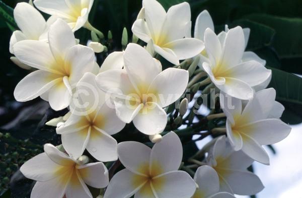 White blooms; Pink blooms; Deciduous; Broadleaf