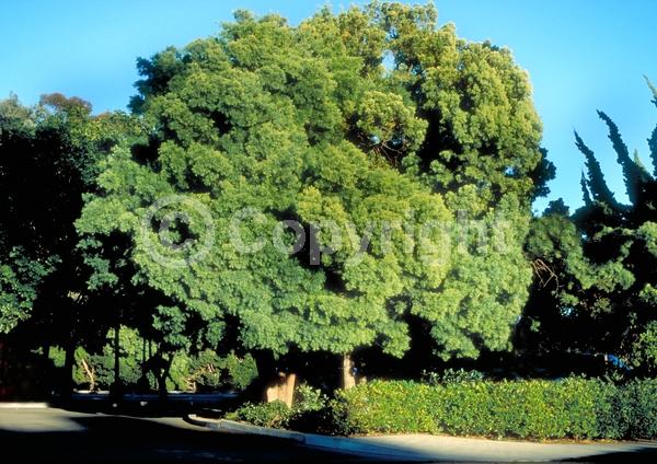 Yellow blooms; Evergreen