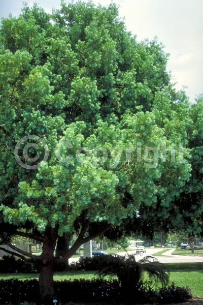 Yellow blooms; Evergreen