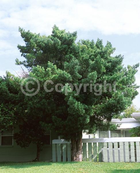 Yellow blooms; Evergreen