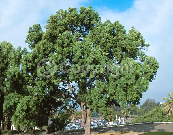 Yellow blooms; Evergreen