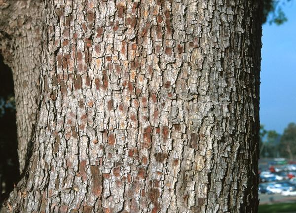 Yellow blooms; Evergreen