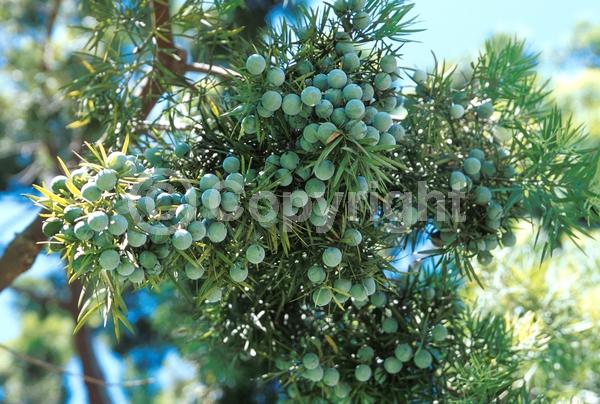 Yellow blooms; Evergreen