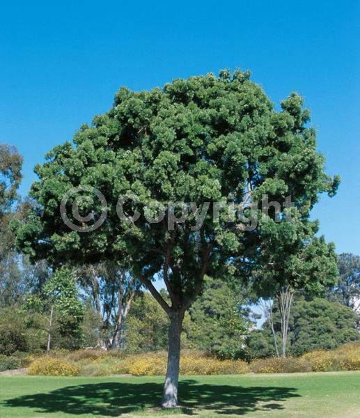 Yellow blooms; Evergreen