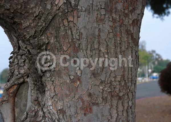 Yellow blooms; Evergreen
