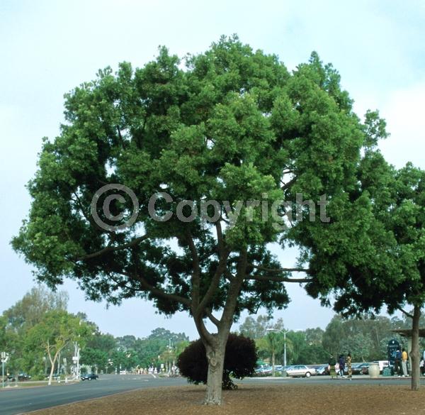 Yellow blooms; Evergreen