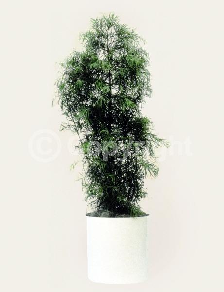 Yellow blooms; Evergreen