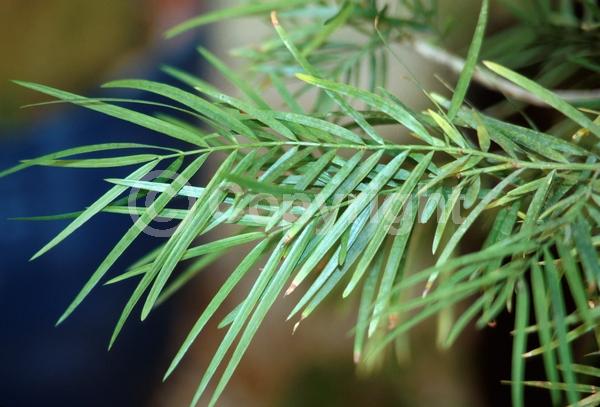 Yellow blooms; Evergreen