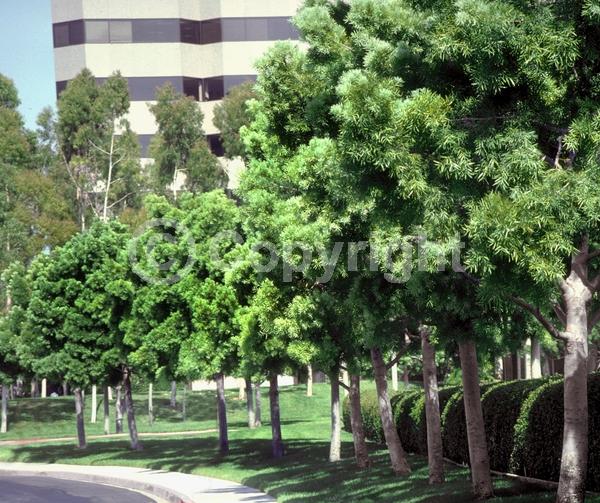 Yellow blooms; Evergreen