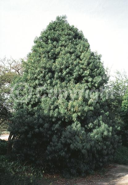 Yellow blooms; Evergreen