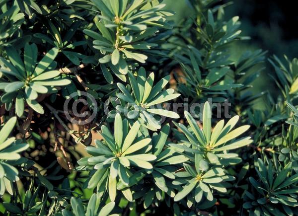 Unknown blooms; Evergreen; Needles or needle-like leaf