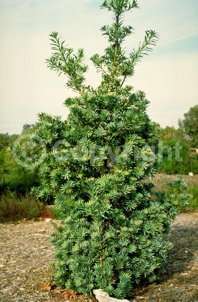 Unknown blooms; Evergreen; Needles or needle-like leaf