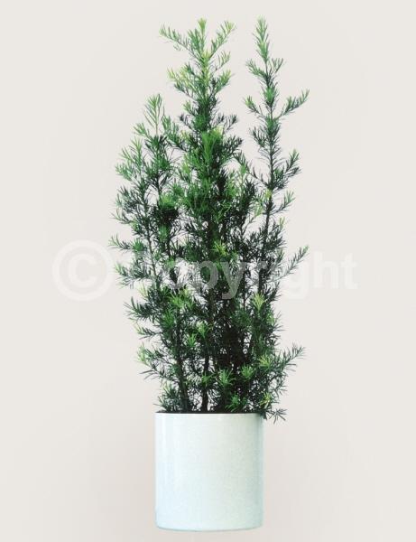 Yellow blooms; Evergreen