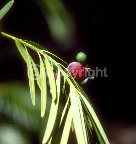 Yellow blooms; Evergreen