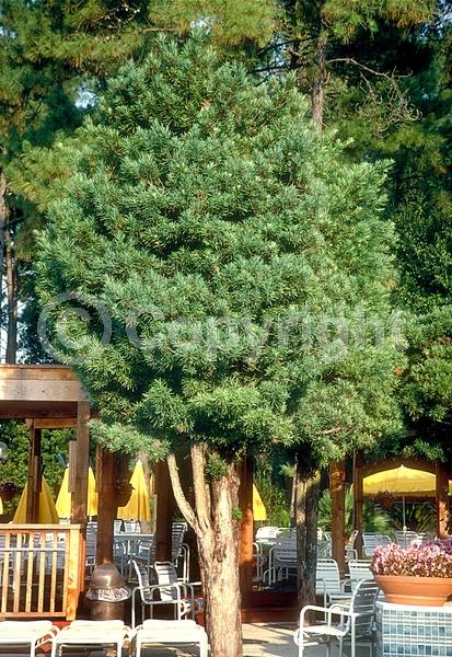 Yellow blooms; Evergreen