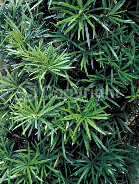 Yellow blooms; Evergreen