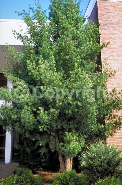 Yellow blooms; Evergreen