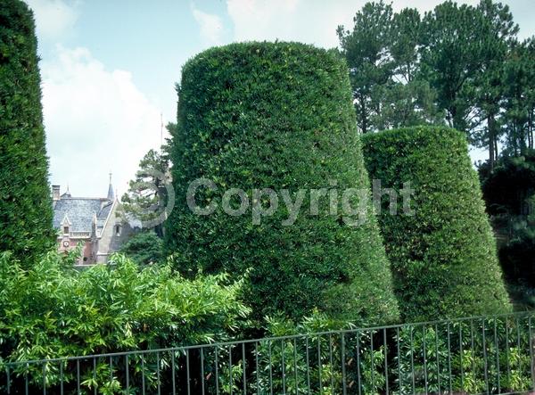 Yellow blooms; Evergreen