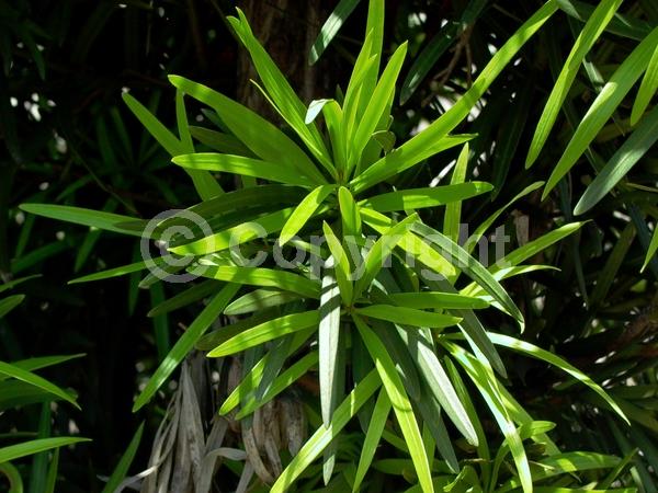 Yellow blooms; Evergreen