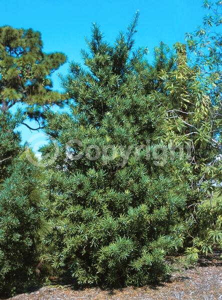 Yellow blooms; Evergreen