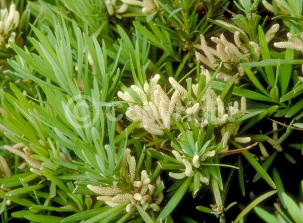 Yellow blooms; Evergreen