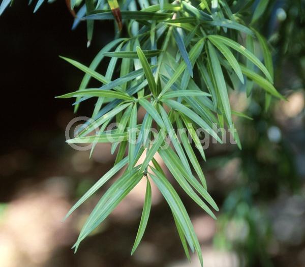 Yellow blooms; Green blooms; Evergreen; Needles or needle-like leaf