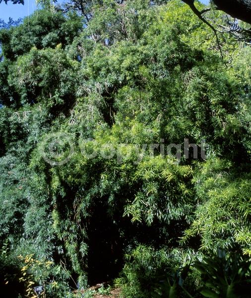 Yellow blooms; Green blooms; Evergreen; Needles or needle-like leaf