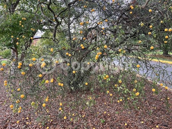 Deciduous; Broadleaf