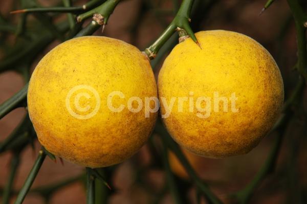 Deciduous; Broadleaf