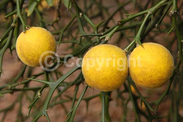 Deciduous; Broadleaf